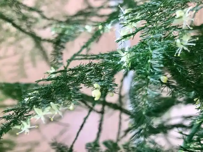 文竹原来是会开花的