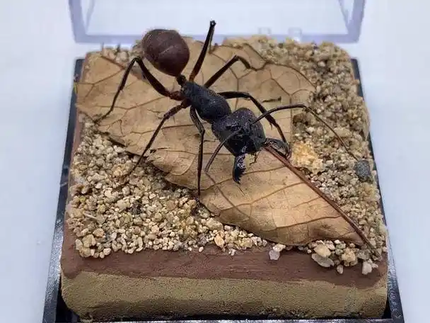 世界上体型最大的蚂蚁之一,吃小朋友的那种