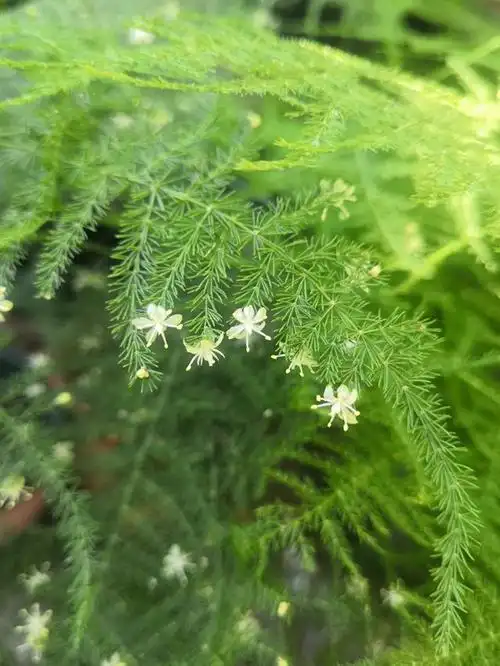 文竹开花,寓意吉祥